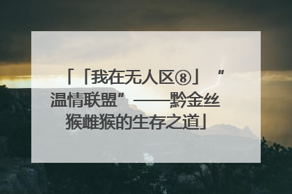 「我在无人区⑧」“温情联盟”——黔金丝猴雌猴的生存之道