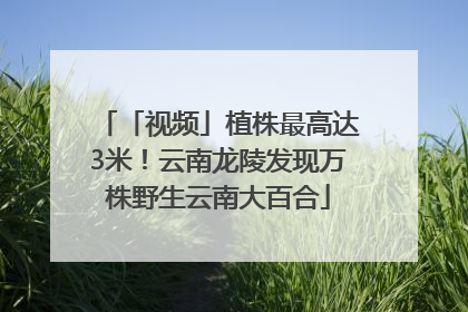 「视频」植株最高达3米！云南龙陵发现万株野生云南大百合