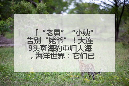 “老舅”“小姨”告别“姥爷”！大连9头斑海豹重归大海，海洋世界：它们已具备野外生存能力