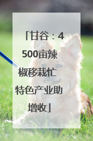 甘谷：4500亩辣椒移栽忙 特色产业助增收