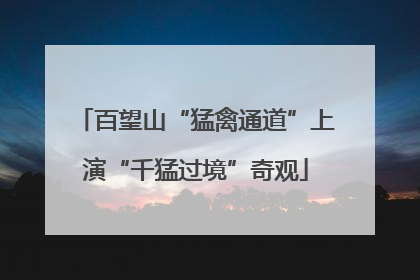 百望山“猛禽通道”上演“千猛过境”奇观