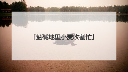 盐碱地里小麦收割忙