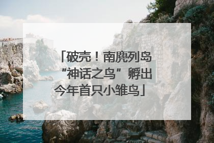 破壳！南麂列岛“神话之鸟”孵出今年首只小雏鸟