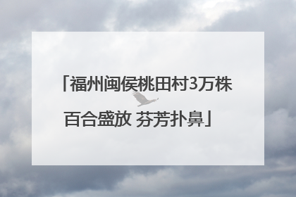 福州闽侯桃田村3万株百合盛放 芬芳扑鼻