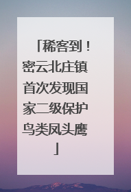 稀客到！密云北庄镇首次发现国家二级保护鸟类凤头鹰