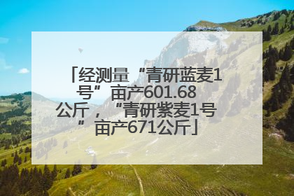 经测量“青研蓝麦1号”亩产601.68公斤，“青研紫麦1号”亩产671公斤