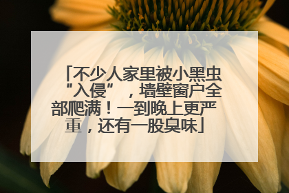 不少人家里被小黑虫“入侵”，墙壁窗户全部爬满！一到晚上更严重，还有一股臭味
