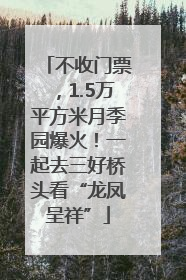 不收门票，1.5万平方米月季园爆火！一起去三好桥头看“龙凤呈祥”