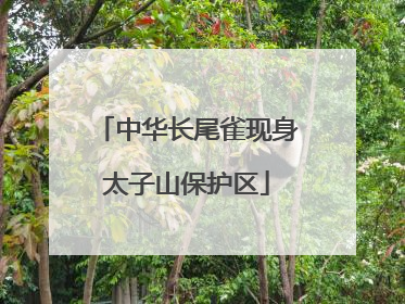 中华长尾雀现身太子山保护区