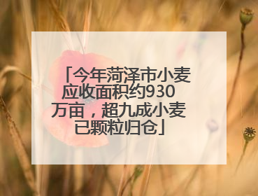 今年菏泽市小麦应收面积约930万亩，超九成小麦已颗粒归仓