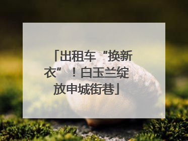 出租车“换新衣”！白玉兰绽放申城街巷
