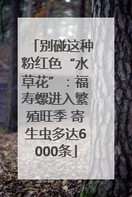 别碰这种粉红色“水草花”：福寿螺进入繁殖旺季 寄生虫多达6000条