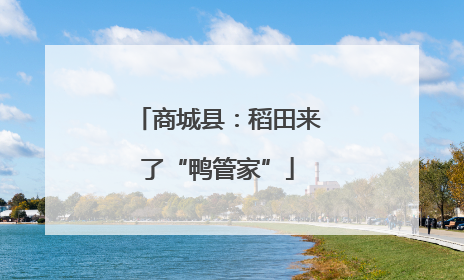 商城县：稻田来了“鸭管家”