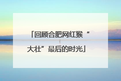 回顾合肥网红猴“大壮”最后的时光