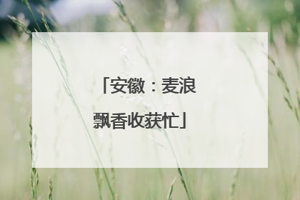 安徽：麦浪飘香收获忙