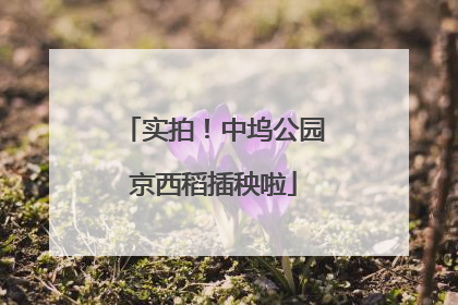 实拍！中坞公园京西稻插秧啦