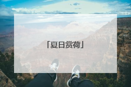 夏日赏荷