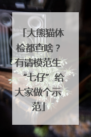 大熊猫体检都查啥？有请模范生“七仔”给大家做个示范