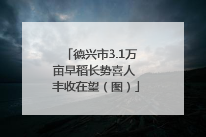 德兴市3.1万亩早稻长势喜人 丰收在望（图）
