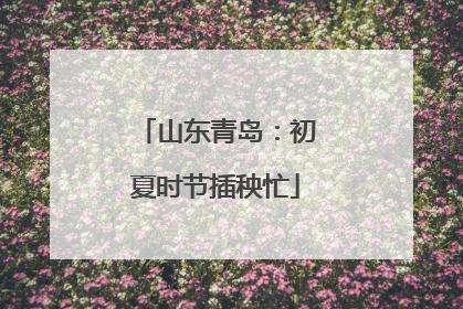 山东青岛：初夏时节插秧忙