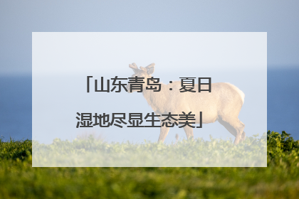 山东青岛：夏日湿地尽显生态美