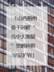 山西朔州桑干河畔“鸟中大熊猫”黑鹳种群罕见扩容