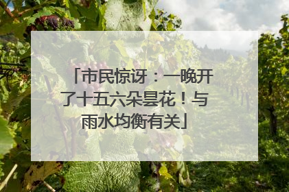 市民惊讶：一晚开了十五六朵昙花！与雨水均衡有关