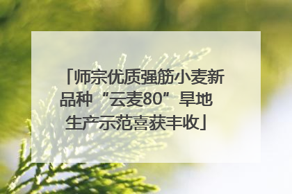 师宗优质强筋小麦新品种“云麦80”旱地生产示范喜获丰收