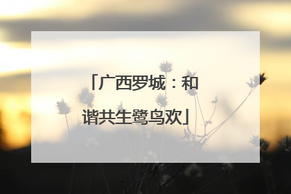 广西罗城：和谐共生鹭鸟欢