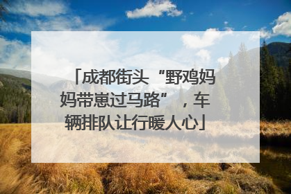 成都街头“野鸡妈妈带崽过马路”，车辆排队让行暖人心