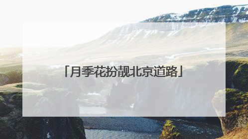 月季花扮靓北京道路