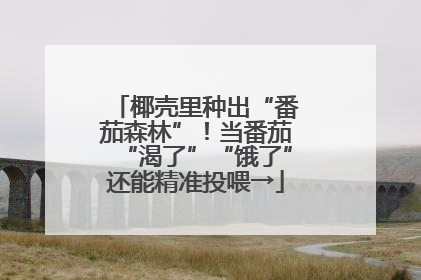 椰壳里种出“番茄森林”！当番茄“渴了”“饿了”还能精准投喂→