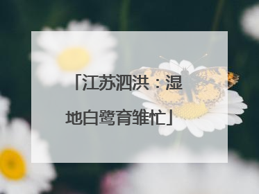 江苏泗洪：湿地白鹭育雏忙