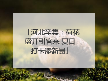 河北辛集：荷花盛开引客来 夏日打卡添新景