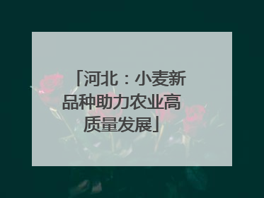 河北：小麦新品种助力农业高质量发展