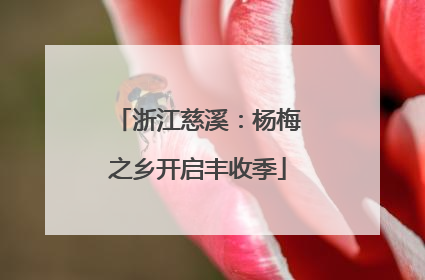 浙江慈溪：杨梅之乡开启丰收季