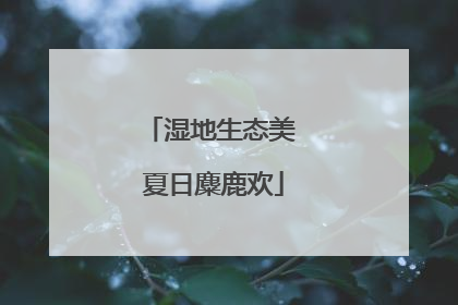 湿地生态美 夏日麋鹿欢