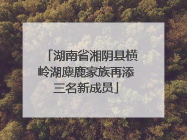 湖南省湘阴县横岭湖麋鹿家族再添三名新成员