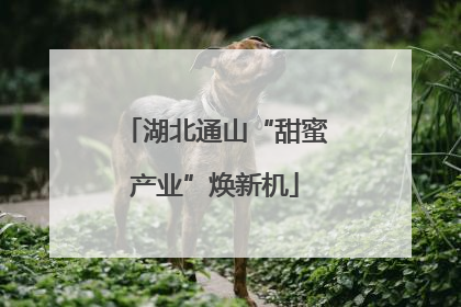 湖北通山“甜蜜产业”焕新机