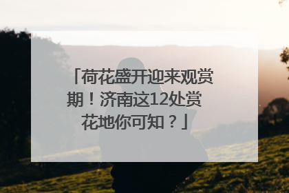 荷花盛开迎来观赏期！济南这12处赏花地你可知？