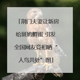 荆门夫妻让新房给斑鸠孵蛋 引发全国网友竞相晒“人鸟共处”图