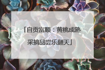 自贡富顺：黄桃成熟 采摘品尝乐翻天