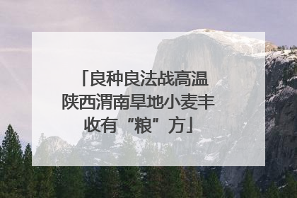 良种良法战高温 陕西渭南旱地小麦丰收有“粮”方