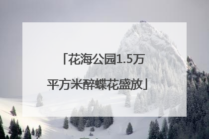 花海公园1.5万平方米醉蝶花盛放
