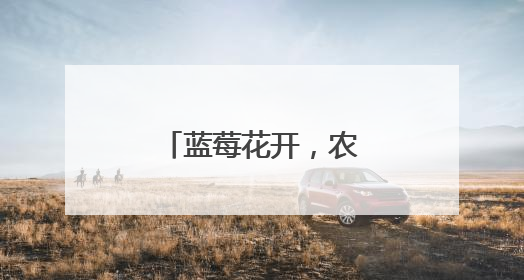 蓝莓花开,农民增收笑开怀