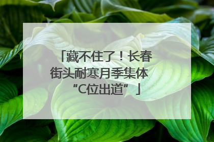 藏不住了！长春街头耐寒月季集体“C位出道”