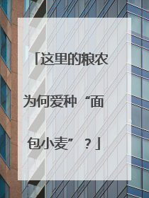 这里的粮农为何爱种“面包小麦”？