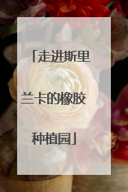 走进斯里兰卡的橡胶种植园