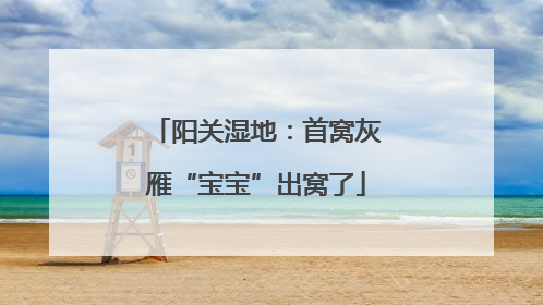阳关湿地：首窝灰雁“宝宝”出窝了