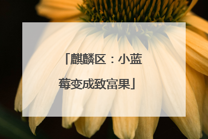 麒麟区：小蓝莓变成致富果